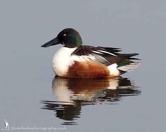 Shoveler