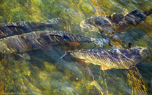 Spawning Festival