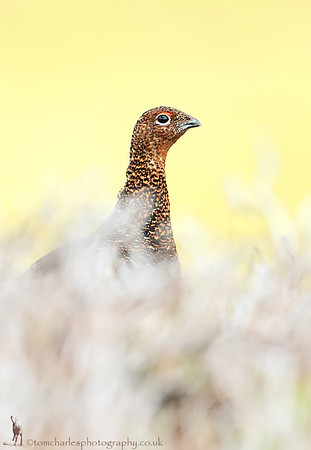 Red Grouse