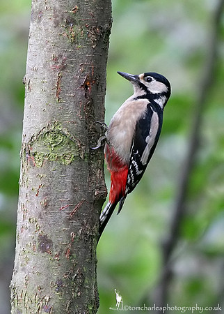 Great Spotted Woodpecker