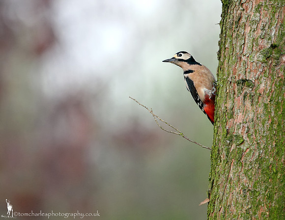 Great Spotted Woodpecker