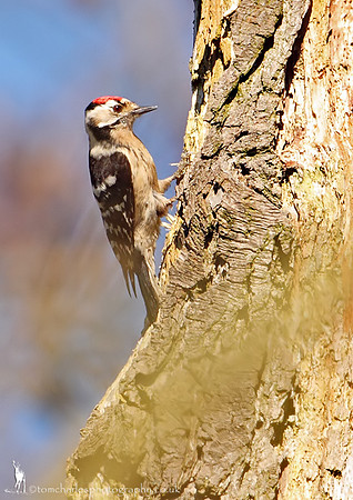 Lesser Spotted Woodpecker