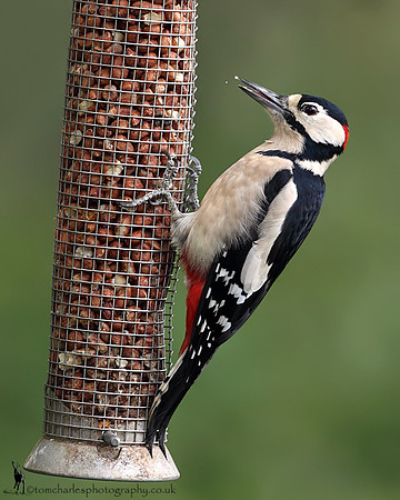 Great Spotted Woodpecker