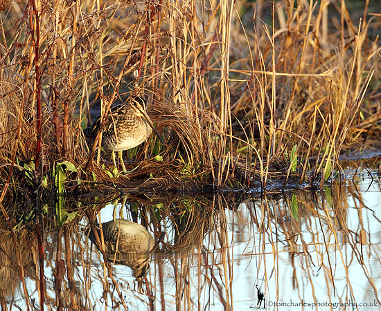 Snipe