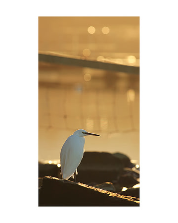 The Delight of Light - 2