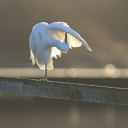 The Delight of Light - 3