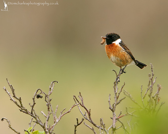 Stonechat - male
