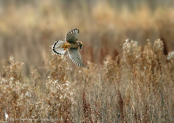Kestrel with prey