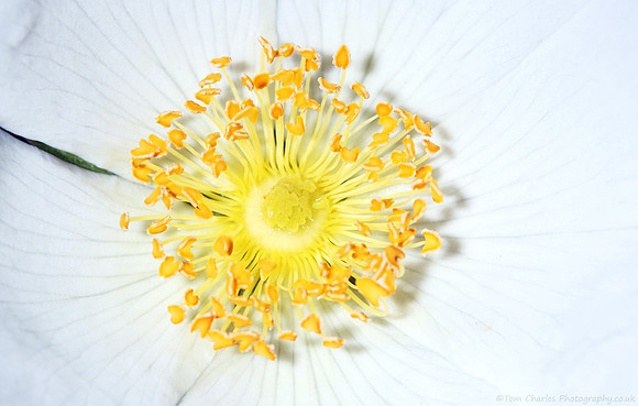 Summer Sun and Dog-rose