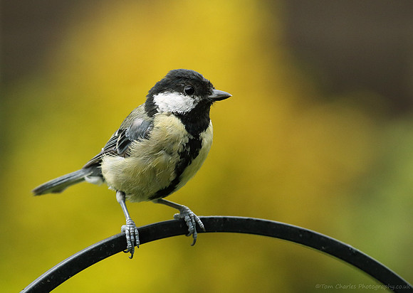 Great Tit