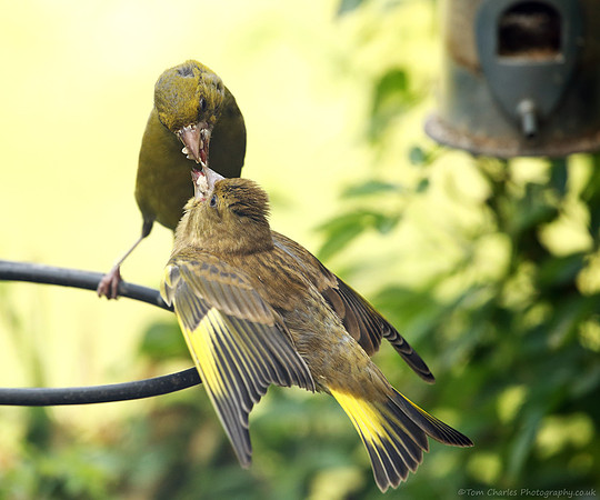 Greenfinch and Juvenile