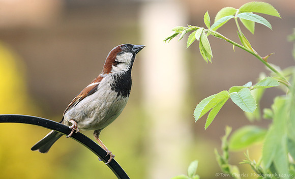 House Sparrow - male