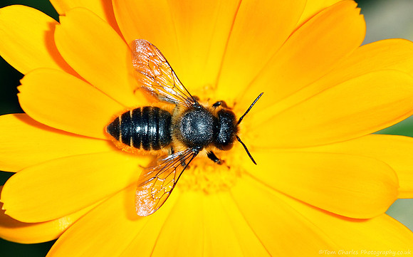 Leaf Cutter Bee