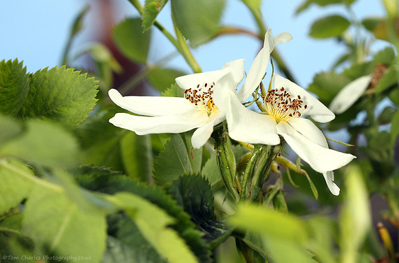 Dog-Rose Pair