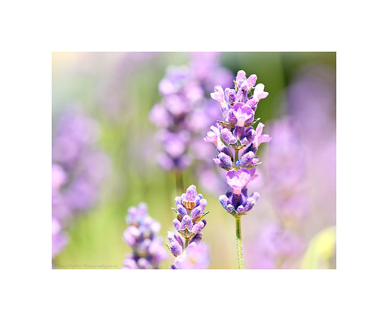 Lavender Summer