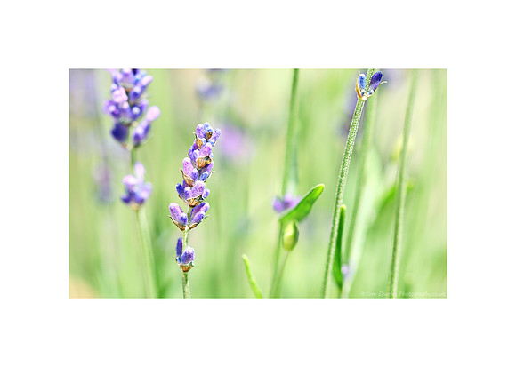 Lavender