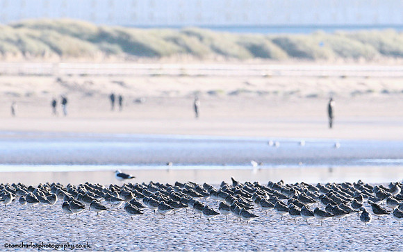 Mixed Wader Flock