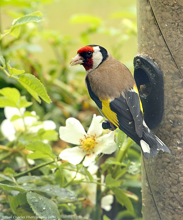Flower, Finch and Feeders