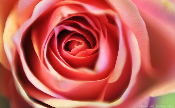 All Rose
