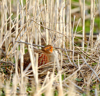 Grey Partridge