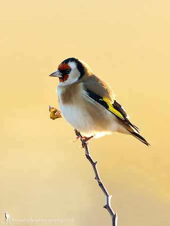 Goldfinch
