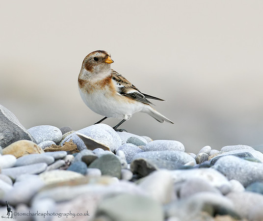Snow Bunting
