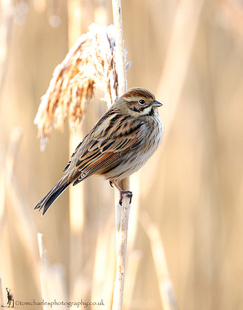 Reed Bunting - female