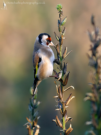 Goldfinch