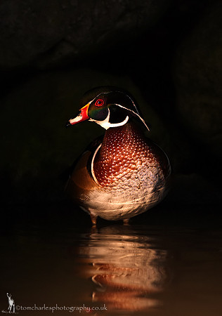 Wood Duck