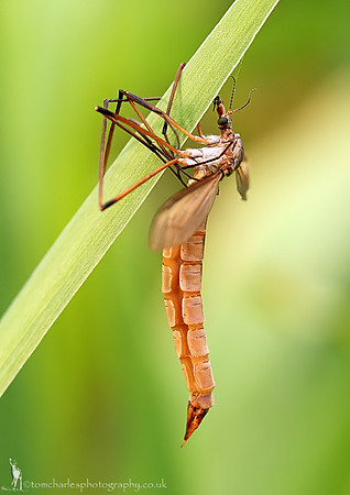 Crane Fly