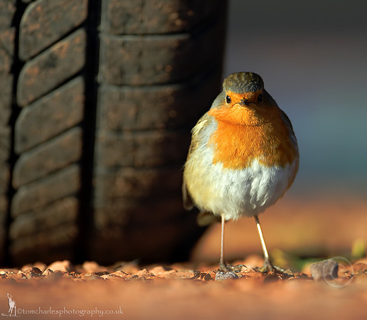 Robin Reliant