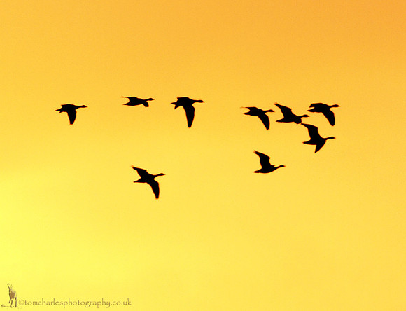 Pink Feet; Yellow Skies