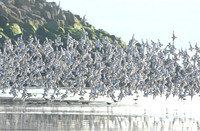 Knot Landing