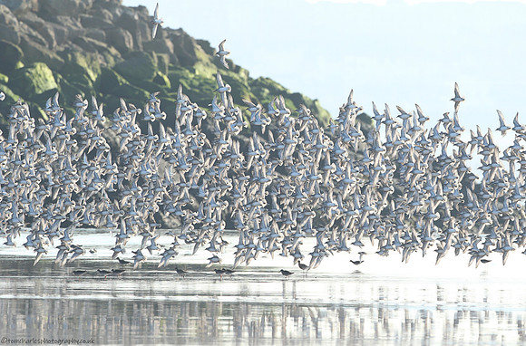 Knot Landing