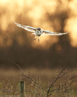 About The Owl
