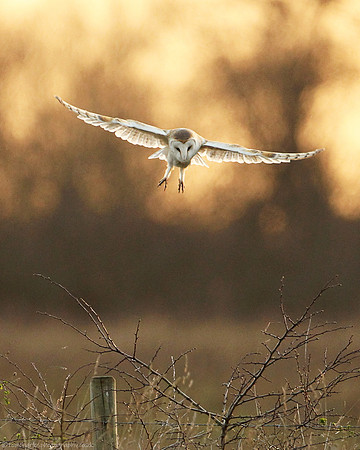 About The Owl