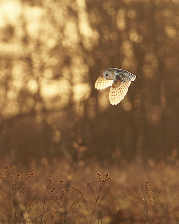 Barn Owl - female