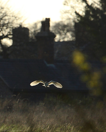 Barn Owl