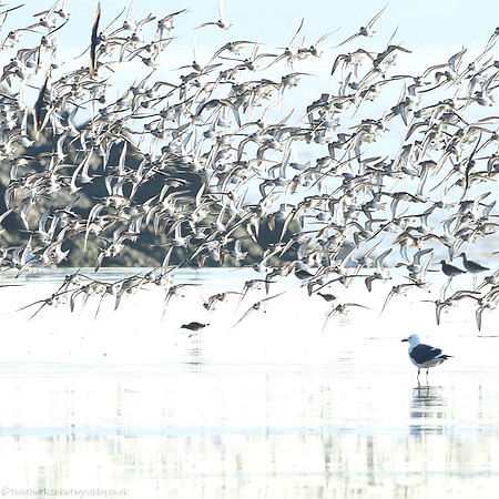 Knot Landing - 2