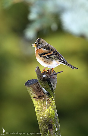 Brambling