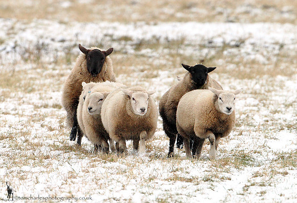 Late Winter Warmers