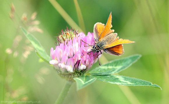 Skipper In Clover