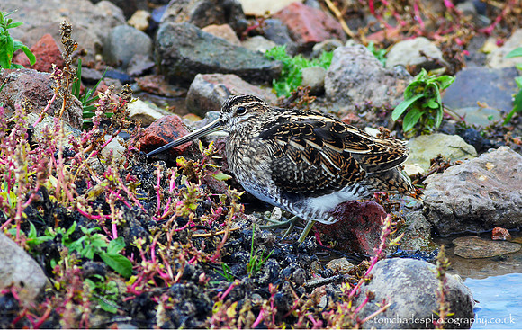 Common Snipe