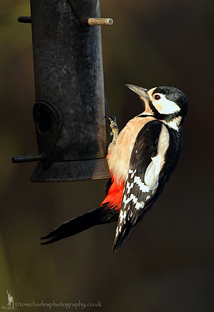 Great Spotted Woodpecker