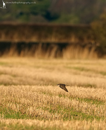 Merlin