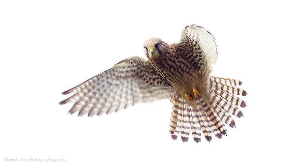 Kestrel - Female