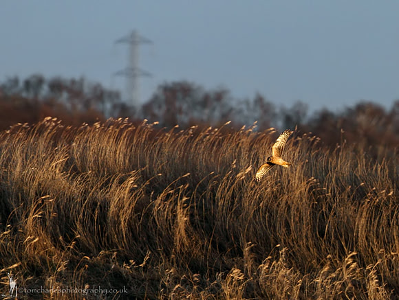 Hen Harrier - female