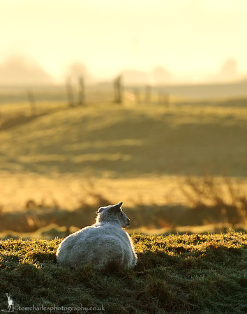 Sheep Scape