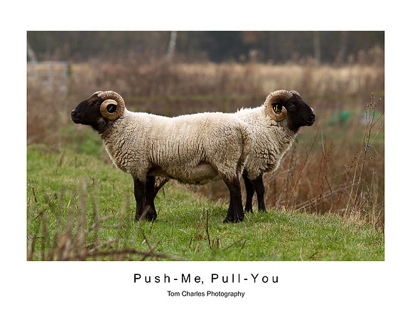 Push-Me, Pull-You