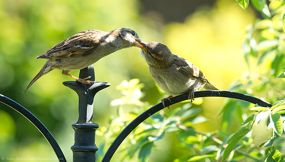 Mother Feeds